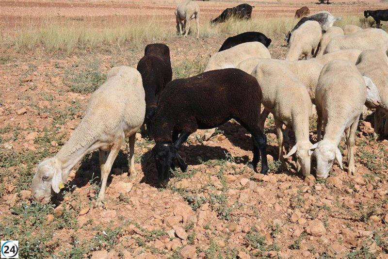 Industria lambasts price decreases in the purchase of goat and sheep milk, UPA C-LM holds them accountable