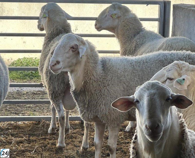 C-LM lidera el análisis y coordinación de medidas nacionales contra enfermedades animales