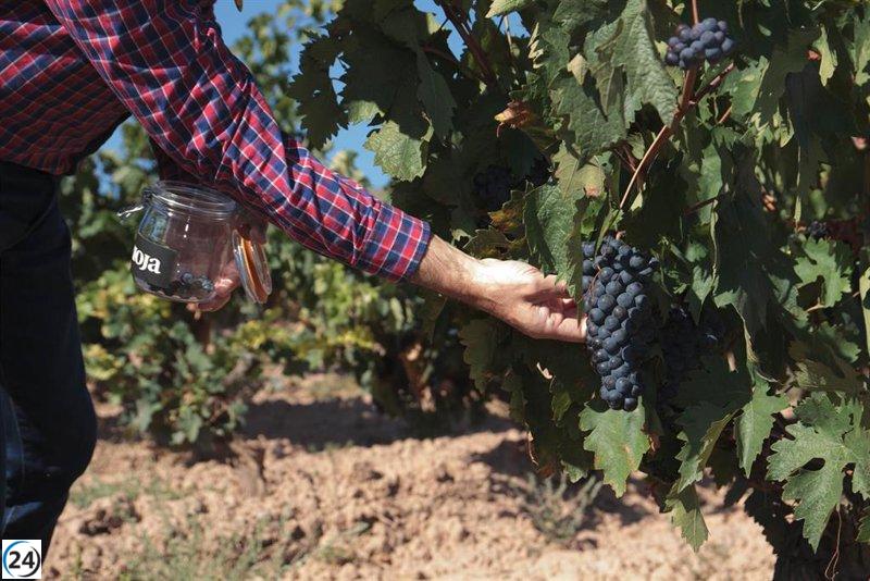 Cooperativas de Ciudad Real consternadas ante el saqueo de camión cargado con 25.000 litros de vino en Francia