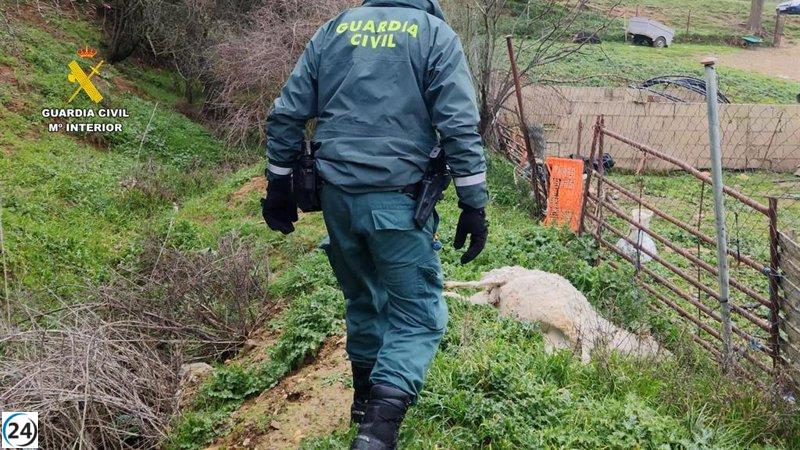 Ganadero de Uceda bajo investigación por negligencia con los animales.