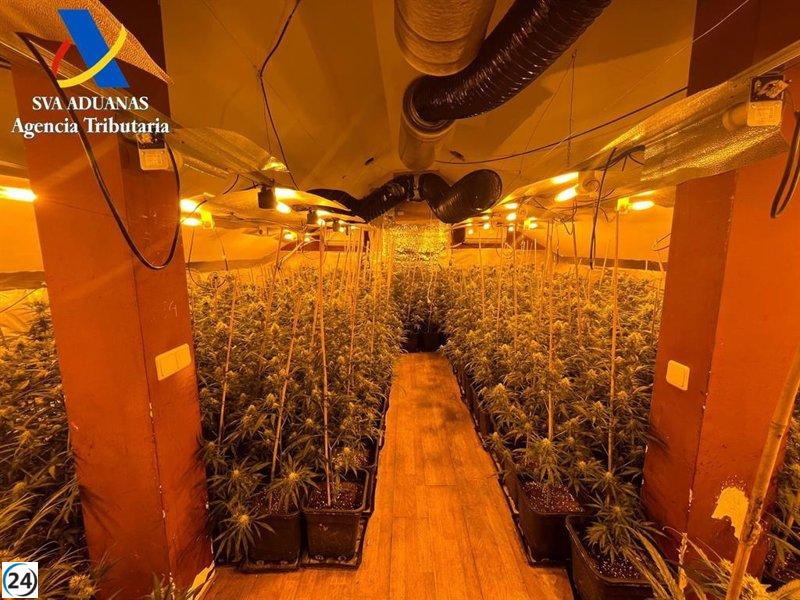 Desarticulada plantación de marihuana en El Casar con valor de 600.000 euros.
