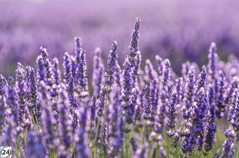 Agricultores de Castilla-La Mancha recibirán ayudas de 500.000 euros para plantas aromáticas.