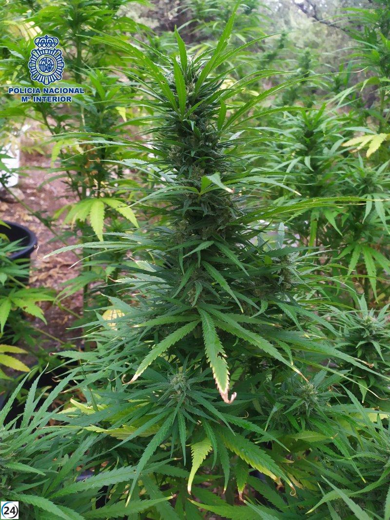 Operación policial desarticula plantación de marihuana en Yepes: tres detenidos.