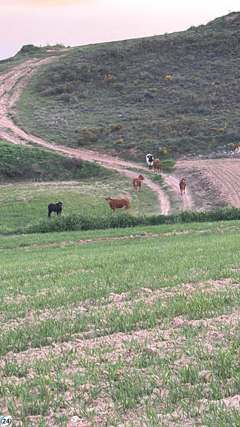 Los toros de Armuña de Tajuña están bajo control, quedan dos vacas desaparecidas.