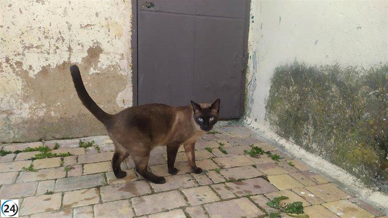 Geacam gestionará esterilización de 800 gatos en colonias de 28 municipios de Cuenca.