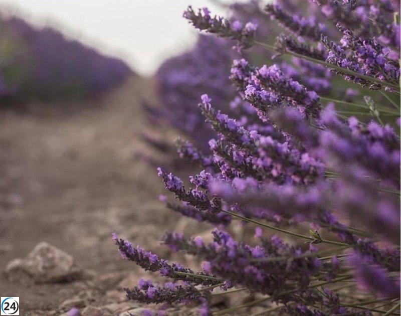 García-Page aplaude decisión de Europa sobre la lavanda y los aceites esenciales.