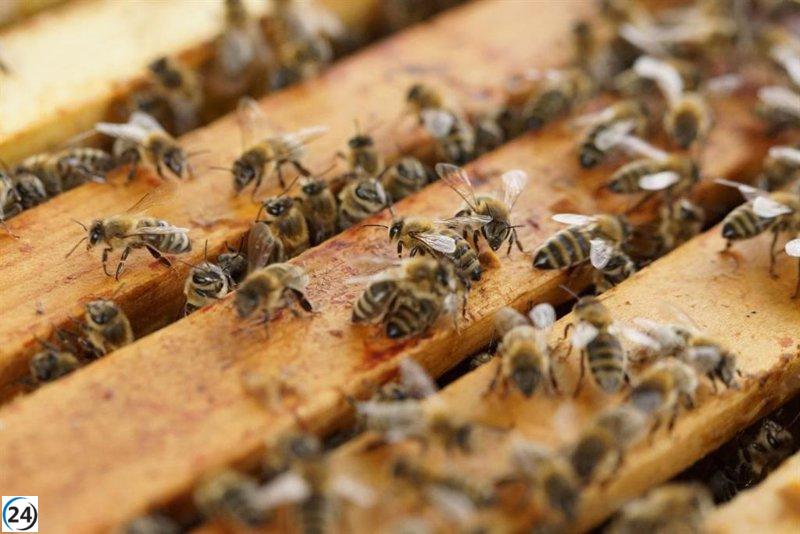 El gobierno anuncia subvenciones para impulsar la producción y venta de miel.