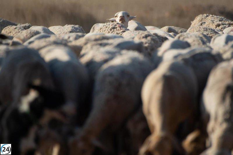 Castilla-La Mancha convoca prórroga de ayudas para bienestar animal en ganado ovino y caprino