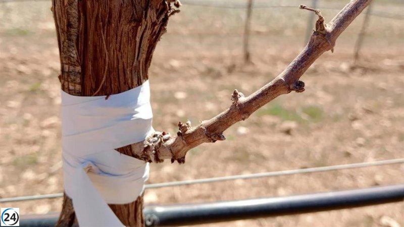 UPA exige medidas urgentes ante la sequía en el sur de Albacete.