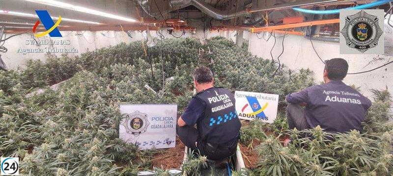 Operación policial en Guadalajara: 11 detenidos y decomisadas más de 6.600 plantas de marihuana