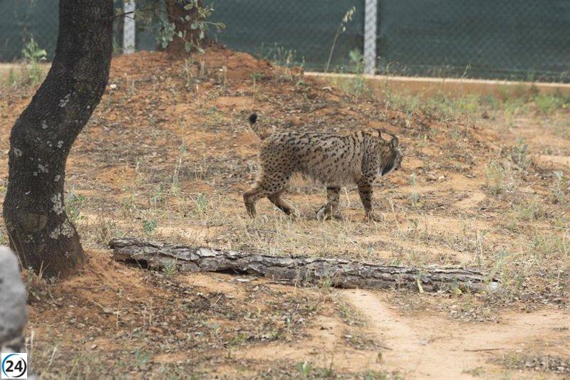 Éxito de los programas de recuperación del lince ibérico celebrado por la Junta en C-LM.