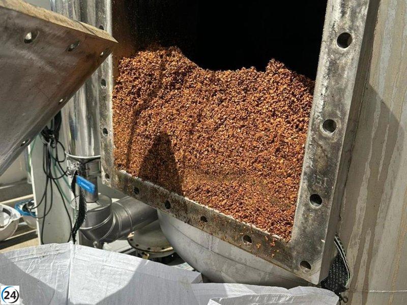 Expertos de la Biorrefinería CLAMBER extraen antioxidantes de nueces de Nerpio en demostración científica.