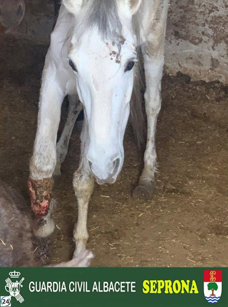 Albacete: Investigado por maltrato animal a caballos, uno sacrificado.