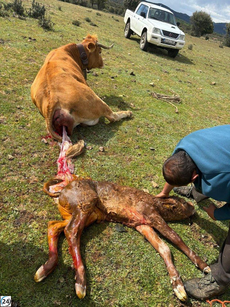 Ganaderos de Sierra Norte de Guadalajara criticados por falta de acción ante ataques de lobos y buitres.