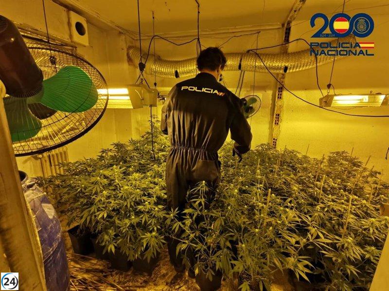 Operación policial en Albacete: decomisan marihuana de dos plantaciones ilegales.