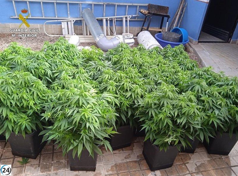 Tres puntos de cultivo y venta de marihuana desmantelados en Tomelloso y Socuéllamos, con tres arrestados.