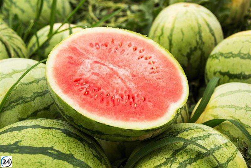 Mercadona aumentará la compra de sandía nacional en un 38% para 2024.