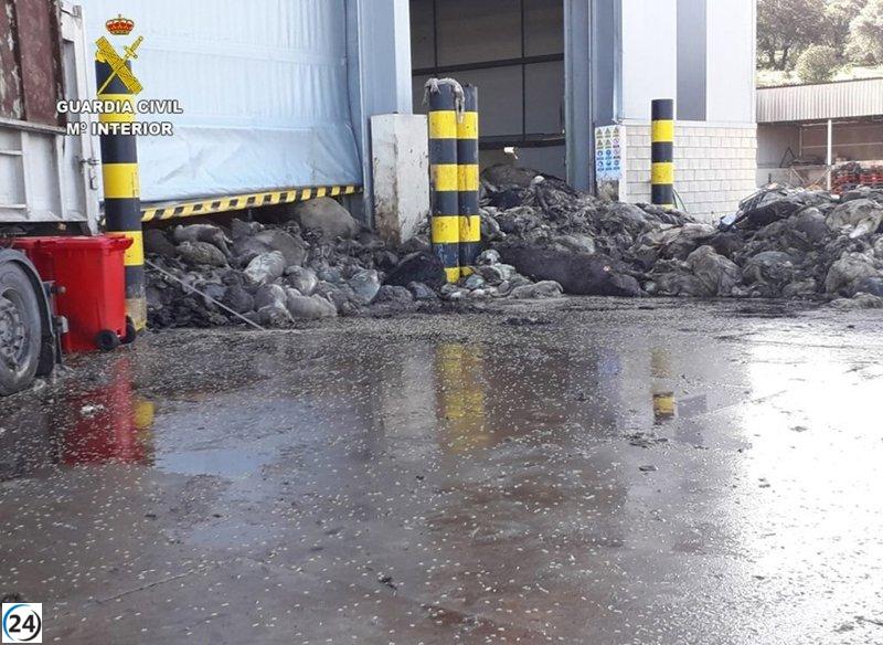 Posibles irregularidades en el servicio de gestión de animales muertos de C-LM bajo investigación.