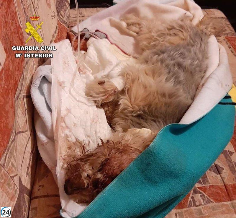 Dueño investigado por maltrato animal en Hellín tras atropellar a su perro y deshacerse de él en la basura.