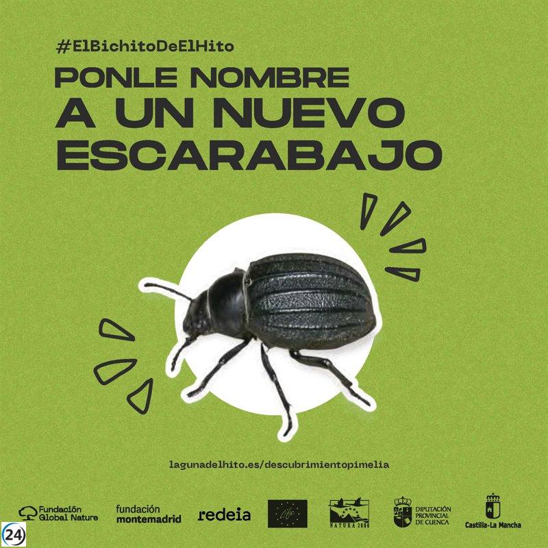 Campaña 'El Bichito de El Hito' busca nombrar un nuevo escarabajo en Cuenca.