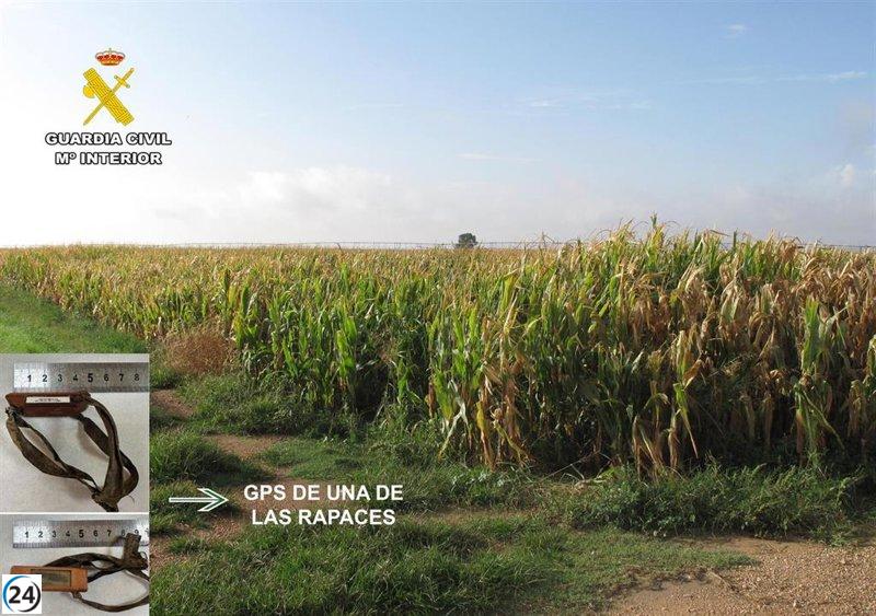 Detienen a un hombre en La Roda por la muerte de 24 aves rapaces, entre ellas un águila imperial.