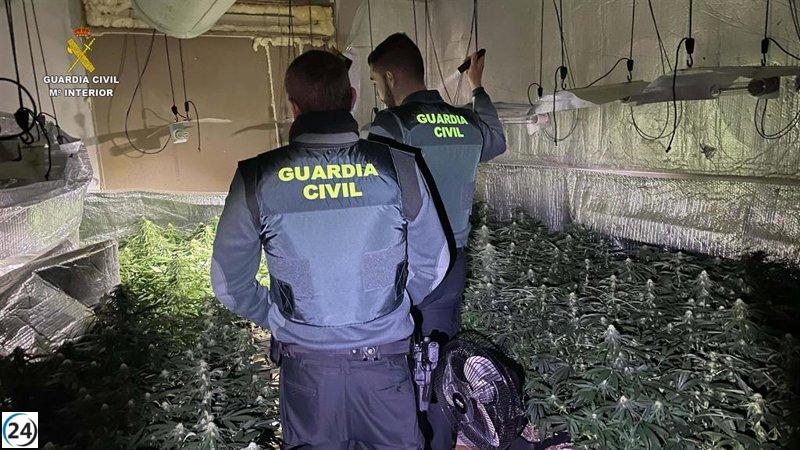 Arresto en Robledillo de Mohernando tras desmantelar un cultivo de 676 plantas de marihuana.