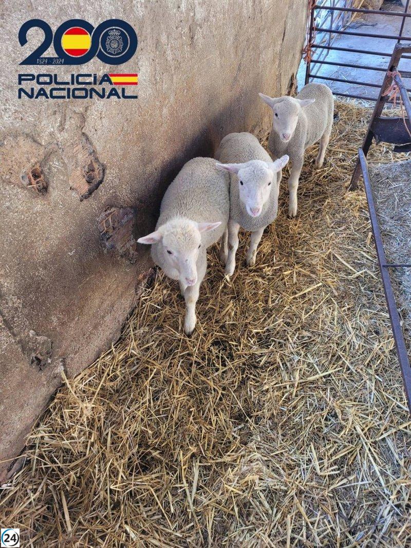 Desarticulan banda de ladrones de corderos en Puertollano.