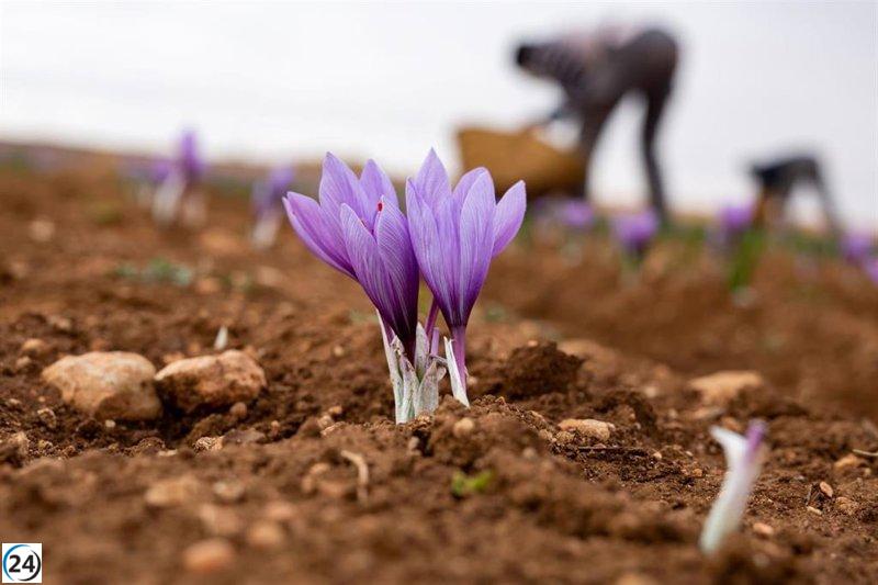 La DOP Azafrán de La Mancha cierra 2024 con una producción de 349,49 kg.