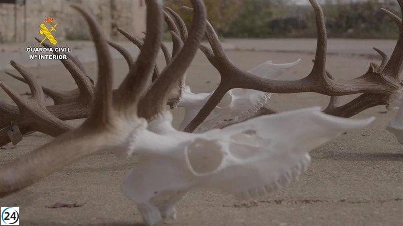 Detienen a dos sospechosos por caza ilegal en coto de Alustante.