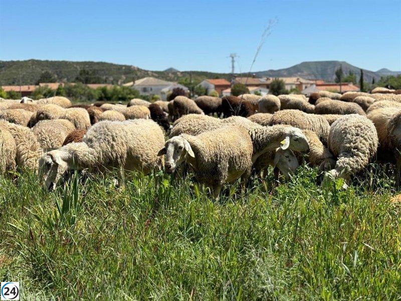 El Gobierno de Castilla-La Mancha permite el uso de lana en el compostaje del estiércol.