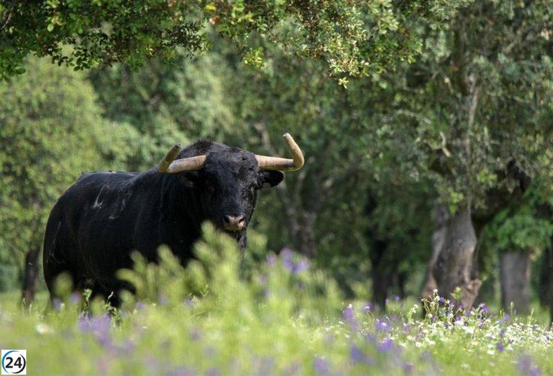 Premio Nacional de Tauromaquia se decidirá el 11 de febrero en Toledo: