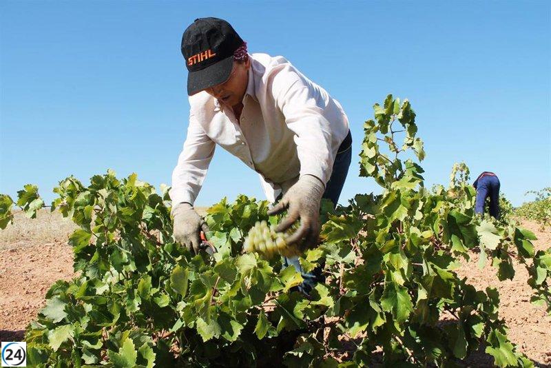 El aceite de oliva en Castilla-La Mancha supera en un 34% la campaña anterior en 2024.