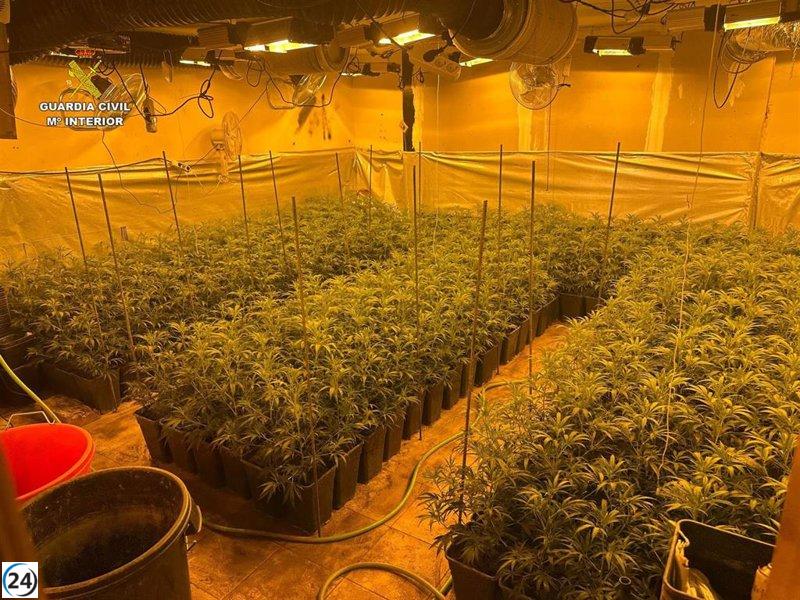 Desmantelan cultivo de 463 plantas de marihuana en El Casar; dos arrestos por la Guardia Civil.
