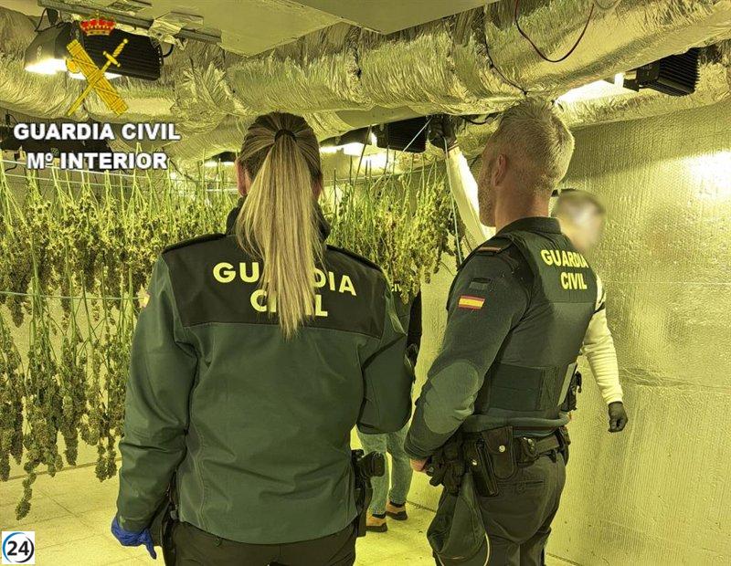 Desarticulada una plantación ilegal de marihuana en Barajas de Melo.