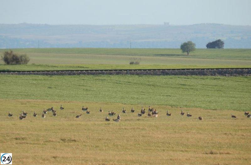 Ecologistas alertan sobre serios daños ecológicos en el análisis de la LAV Madrid-Oropesa.