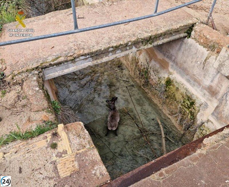 Rescatan un corzo atrapado en canal de agua en Lagunas de Ruidera.