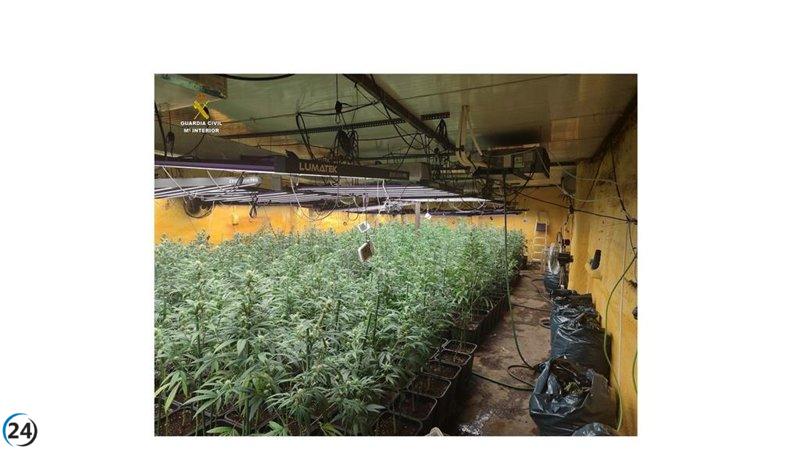 Desmantelan cultivos ilegales de marihuana en Ciudad Real y Madrid; hay dos arrestos.