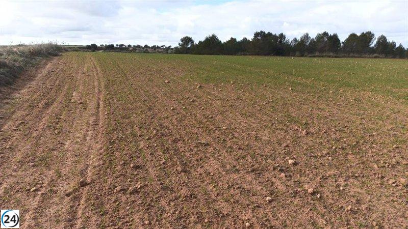 Agricultores toledanos exigen medidas inmediatas ante la plaga de conejos que amenaza sus cultivos.