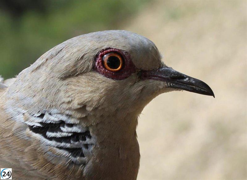 C-LM promueve la caza sostenible para revitalizar el campo y preservar la biodiversidad.
