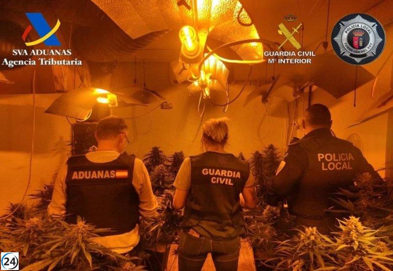 Desmantelan cultivo de 800 plantas de marihuana en Torrejón del Rey, con un valor superior a 265.000 euros.