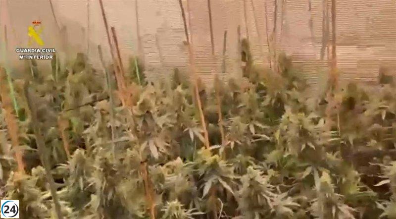 Desmantelan plantaciones de marihuana en Seseña y arrestan a cuatro individuos.