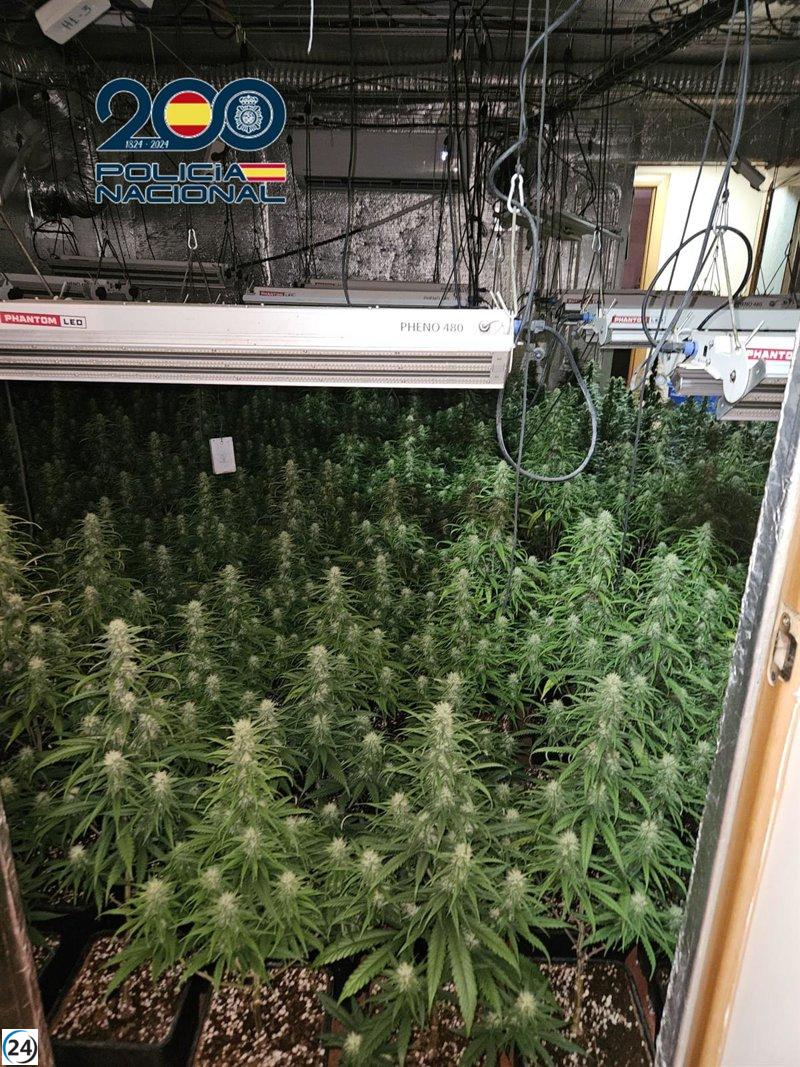 Desmantelan en Talavera dos invernaderos con cerca de 1.000 plantas de marihuana.