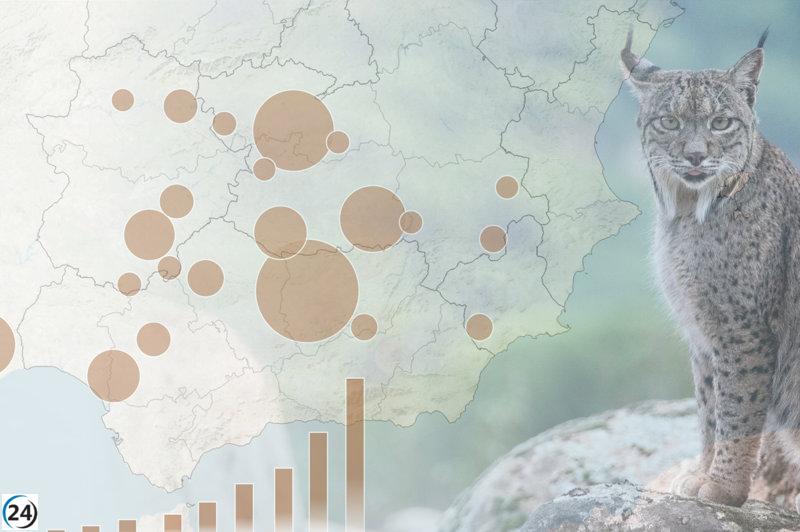 Récord histórico: la población de lince ibérico se eleva a 2.401 en 2024.