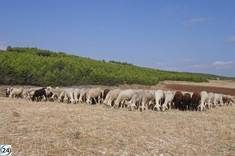 Ayudas en Ciudad Real y Toledo para ganaderos golpeados por el brote de lengua azul.