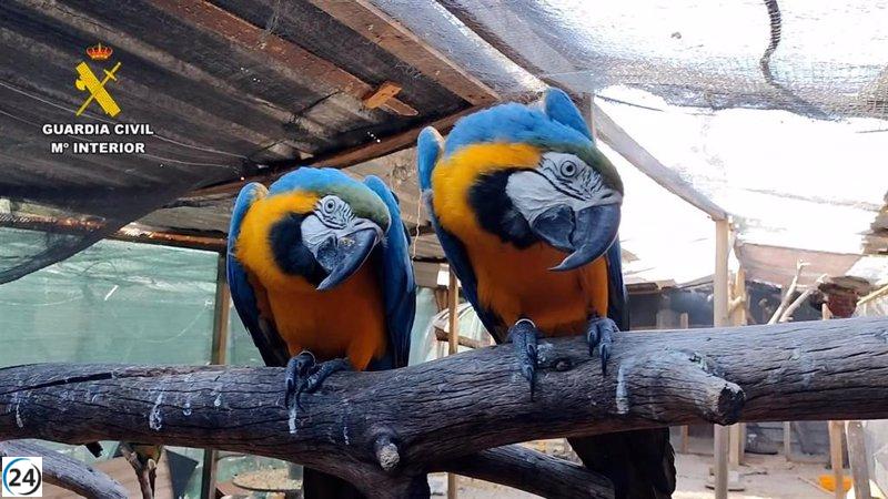 Desmantelan red de tráfico de especies protegidas: cinco arrestados y 18 bajo investigación.