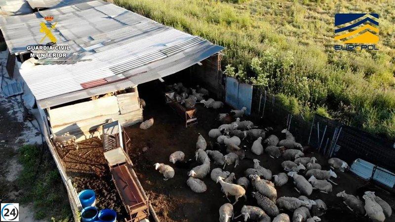 Desarticulada red de mataderos ilegales en Toledo, Ávila y Madrid que suministraba carne a restaurantes y hogares.
