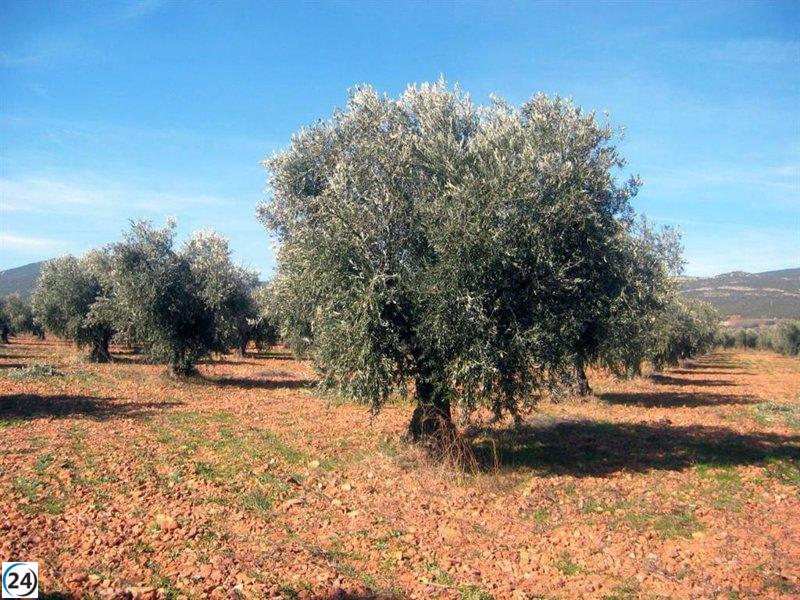 UPA C-LM critica la baja rentabilidad de los olivareros por la disparidad en los precios del aceite.