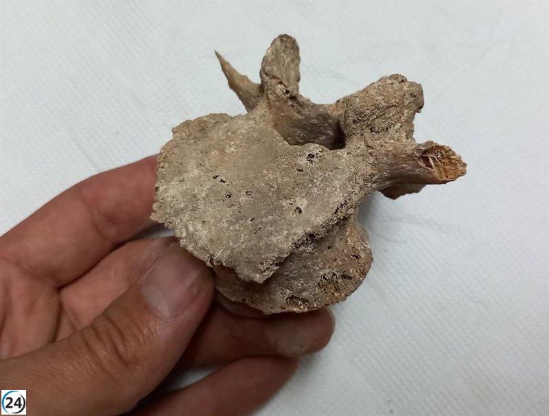 Reinician excavaciones en las cuevas de Carcelén con una nueva campaña en la cueva de Pepe Roque.