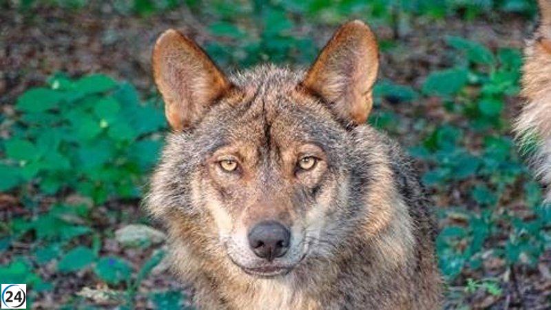 El censo revela 333 manadas de lobos en España, un aumento del 12% desde 2014, pero aún por debajo de las 500 necesarias para su sostenibilidad.