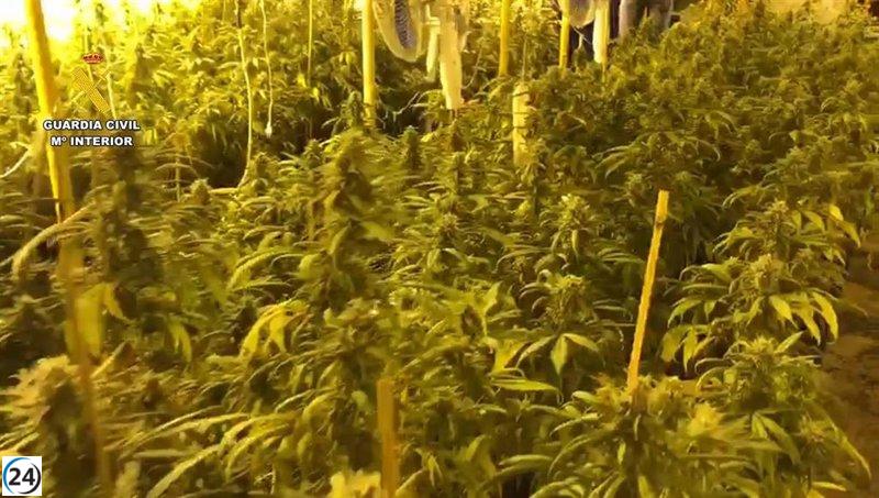Detenido tras desarticular una granja ilegal de 400 marihuanas en Chinchilla.
